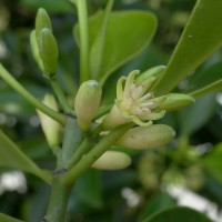 Bruguiera cylindrica (L.) Blume